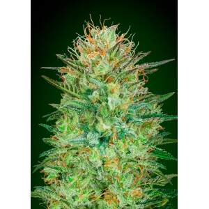 00 Seeds Auto Sweet Critical 3 Stk feminisiert