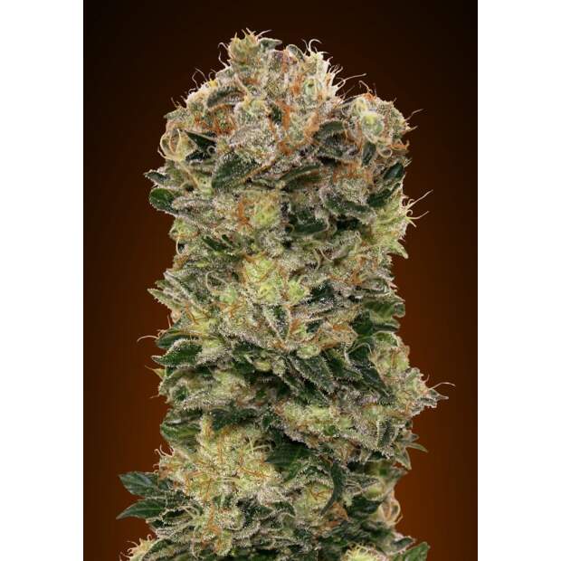 00 Seeds Auto Sweet Somango 5 pcs feminised