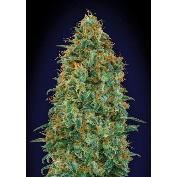 00 Seeds Blueberry 3 Stk feminisiert