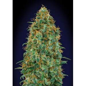 00 Seeds Blueberry 5 pcs feminised