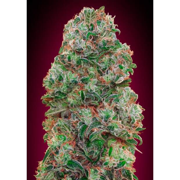 00 Seeds Bubble Gum 3 Stk feminisiert