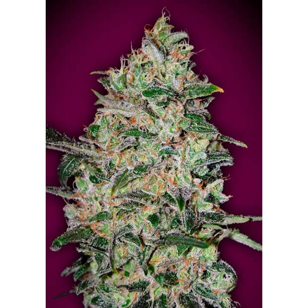 00 Seeds Bubble Gum Fast 3 pcs feminised
