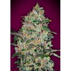 00 Seeds Bubble Gum Fast 5 Stk feminisiert