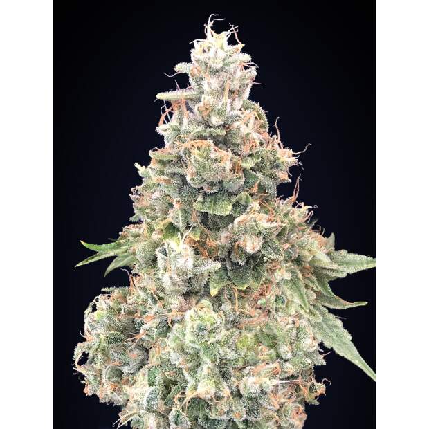 00 Seeds California Kush Fast 5 pcs feminised