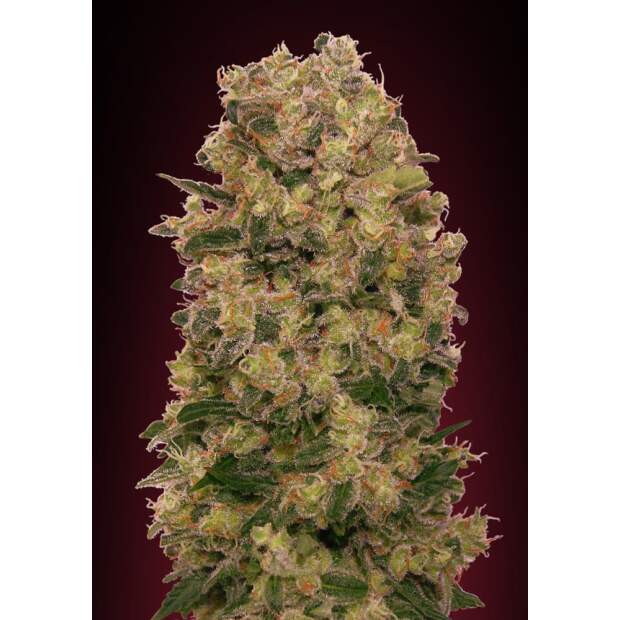 00 Seeds Caramel Kush 3 pcs feminised
