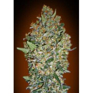 00 Seeds Cheese Berry 25 pcs feminised