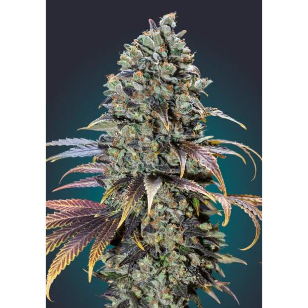 00 Seeds Chocolate Cream 5 Stk feminisiert