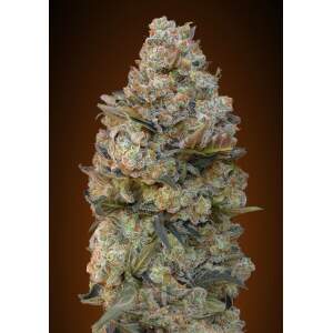 00 Seeds Chocolate Skunk 3 pcs feminised