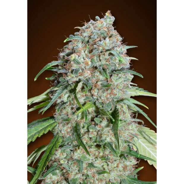 00 Seeds Chocolate Skunk CBD 5 Stk feminisiert