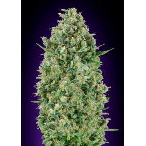 00 Seeds Critical Poison 25 pcs feminised