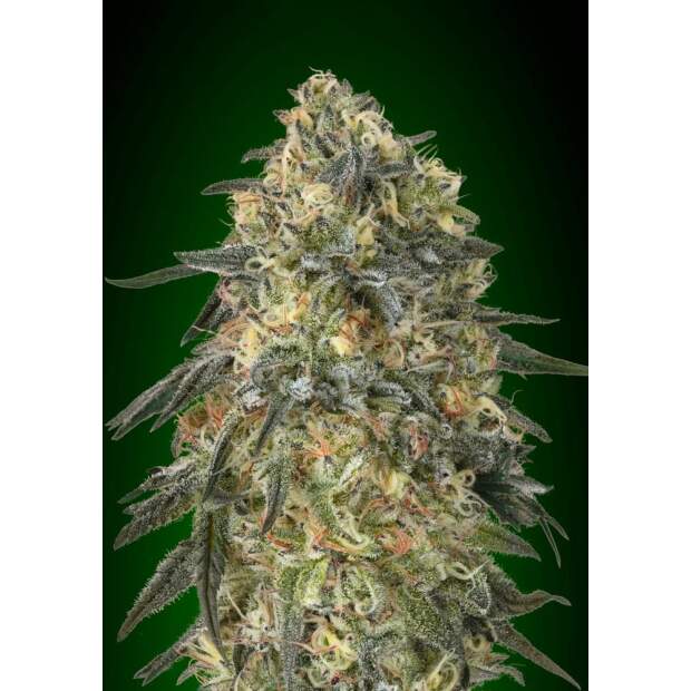 00 Seeds Gorilla 5 Stk feminisiert