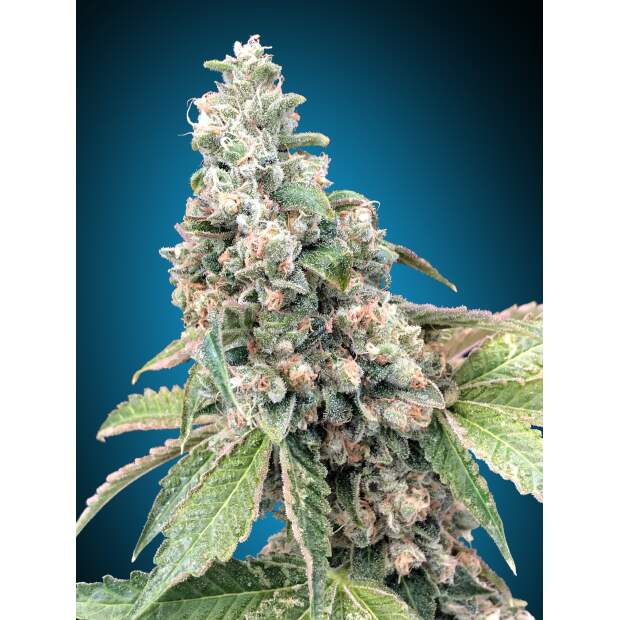 00 Seeds Harlequín CBD 5 Stk feminisiert