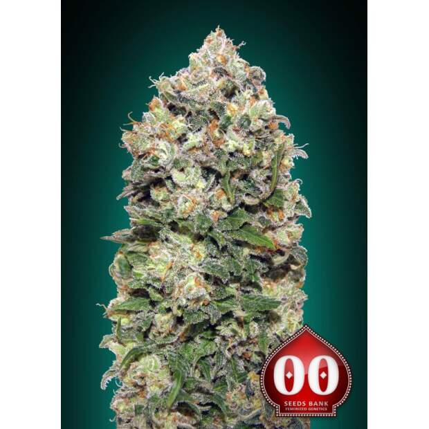 00 Seeds Northern Lights 25 pcs feminised