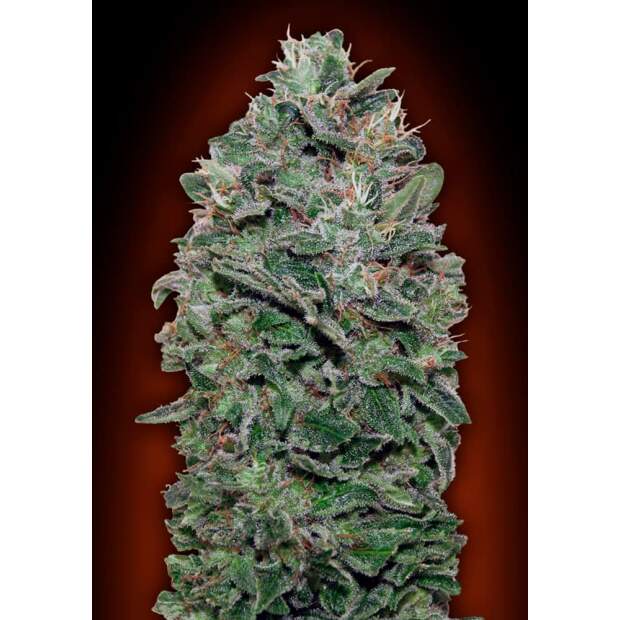 00 Seeds Sweet Soma 3 Stk feminisiert