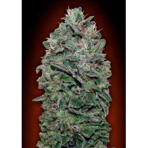 00 Seeds Sweet Soma 3 Stk feminisiert