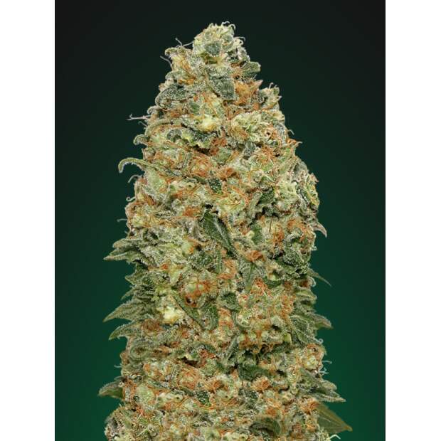 00 Seeds White Widow 5 Stk feminisiert