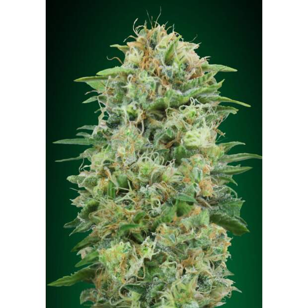 00 Seeds White Widow CBD 5 Stk feminisiert