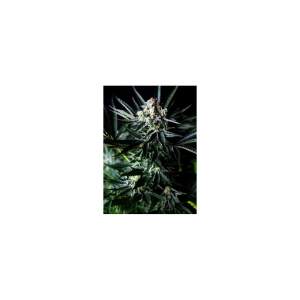 Absolute Cannabis Seeds Amazing Auto 3 pcs feminised