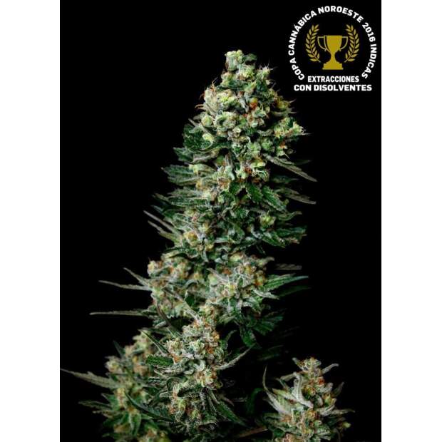 Absolute Cannabis Seeds Chocolute F2 10 Stk regular