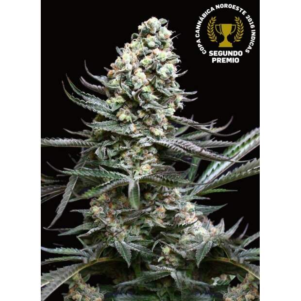 Absolute Cannabis Seeds Nordes 3 pcs feminised