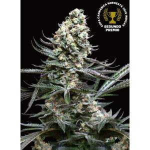 Absolute Cannabis Seeds Nordes 3 pcs feminised