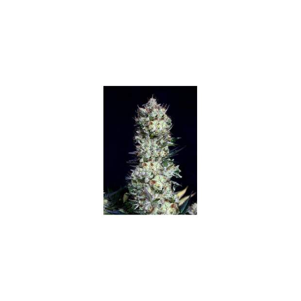 Absolute Cannabis Seeds Rittus Haze 5 pcs feminised