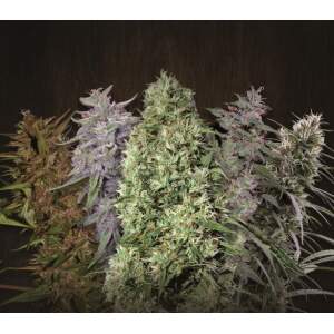 Ace Seeds Ace Mix 10 pcs regular