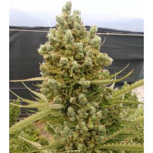 Ace Seeds Auto Malawi X NL 3 pcs feminised