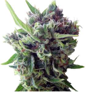 Ace Seeds Auto Zamaldelica 3 Stk feminisiert