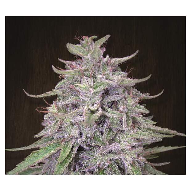 Ace Seeds Bangi Haze 10 Stk regular
