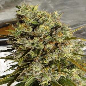 Ace Seeds C5 Haze X Kali China 5 pcs feminised