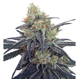 Ace Seeds CBD #1 5 pcs feminised
