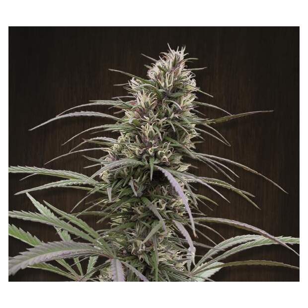 Ace Seeds Congo 5 pcs feminised
