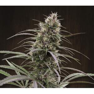 Ace Seeds Congo 5 pcs feminised
