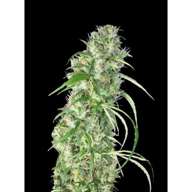 Ace Seeds Etiope X Malawi 10 Stk regular