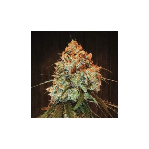 Ace Seeds Golden Tiger 10 Stk regular