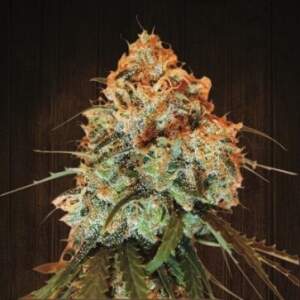 Ace Seeds Golden Tiger 10 pcs regular