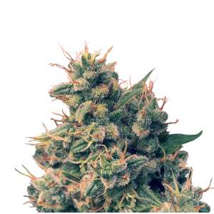 Ace Seeds Guawi 5 pcs regular