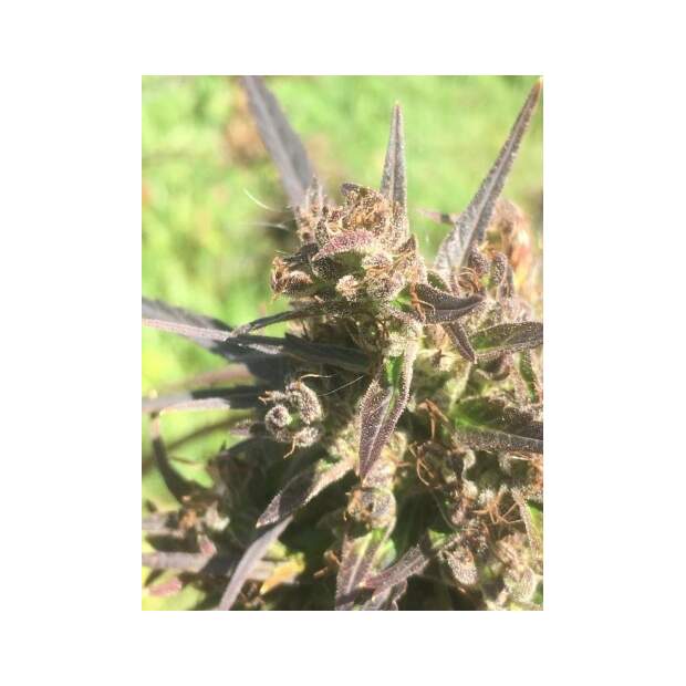 Ace Seeds Hokkaido Japon 5 pcs regular