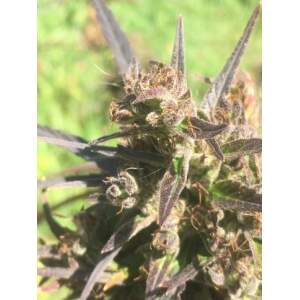 Ace Seeds Hokkaido Japon 5 pcs regular