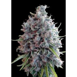 Ace Seeds Killer A5 Haze 3 pcs feminised