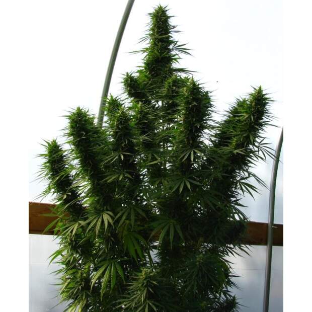 Ace Seeds Lebanese 5 pcs regular
