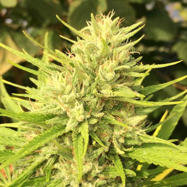 Ace Seeds Malawi X Panama 3 pcs feminised