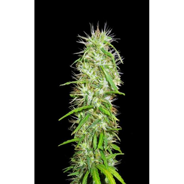 Ace Seeds Mauricio X Etiope 10 pcs regular
