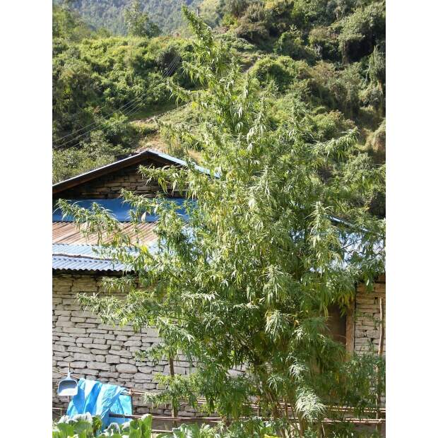 Ace Seeds Nepal Annapurna 10 pcs regular