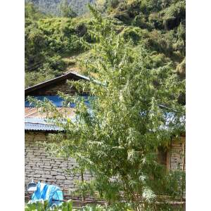 Ace Seeds Nepal Annapurna 10 pcs regular