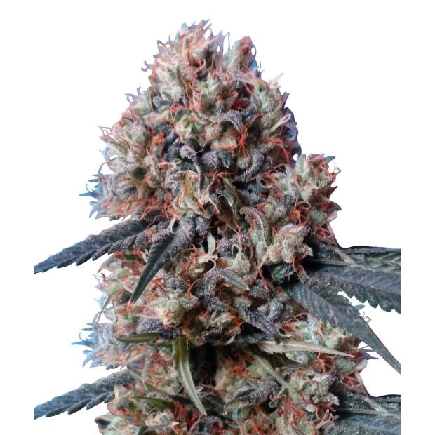 Ace Seeds Nepal Jam X Kali China 3 pcs feminised