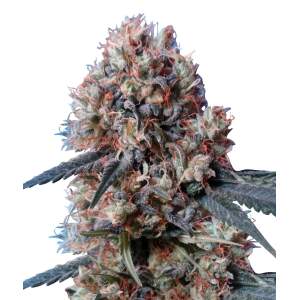 Ace Seeds Nepal Jam X Kali China 3 pcs feminised