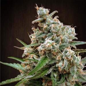 Ace Seeds Nepalese Jam 3 pcs feminised