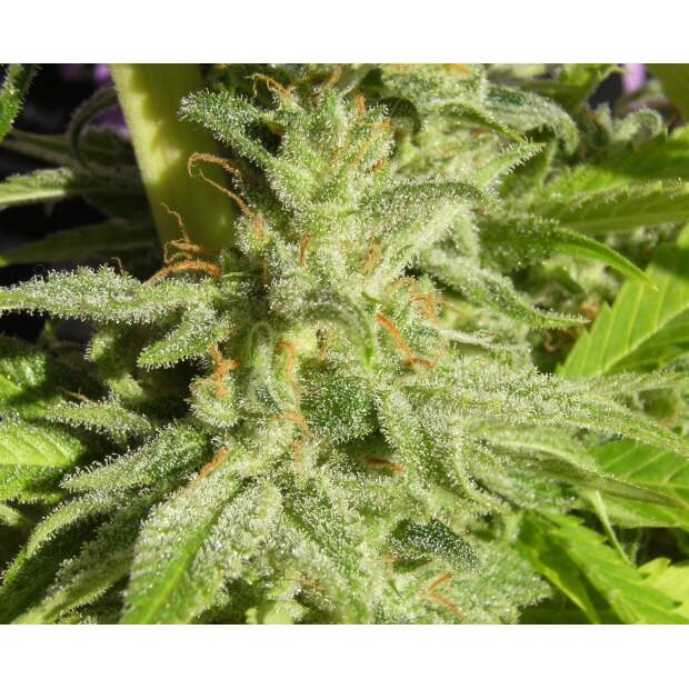 Ace Seeds Orient Express 5 pcs feminised